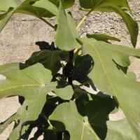 Piantino fico nero