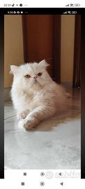 Gatto persiano disponibile x monta