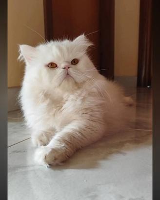Gatto persiano disponibile x monta