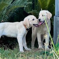 Cuccioli Labrador con pedigree ENCI