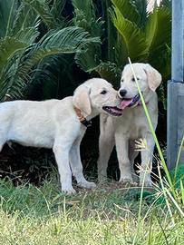 Cuccioli Labrador con pedigree ENCI