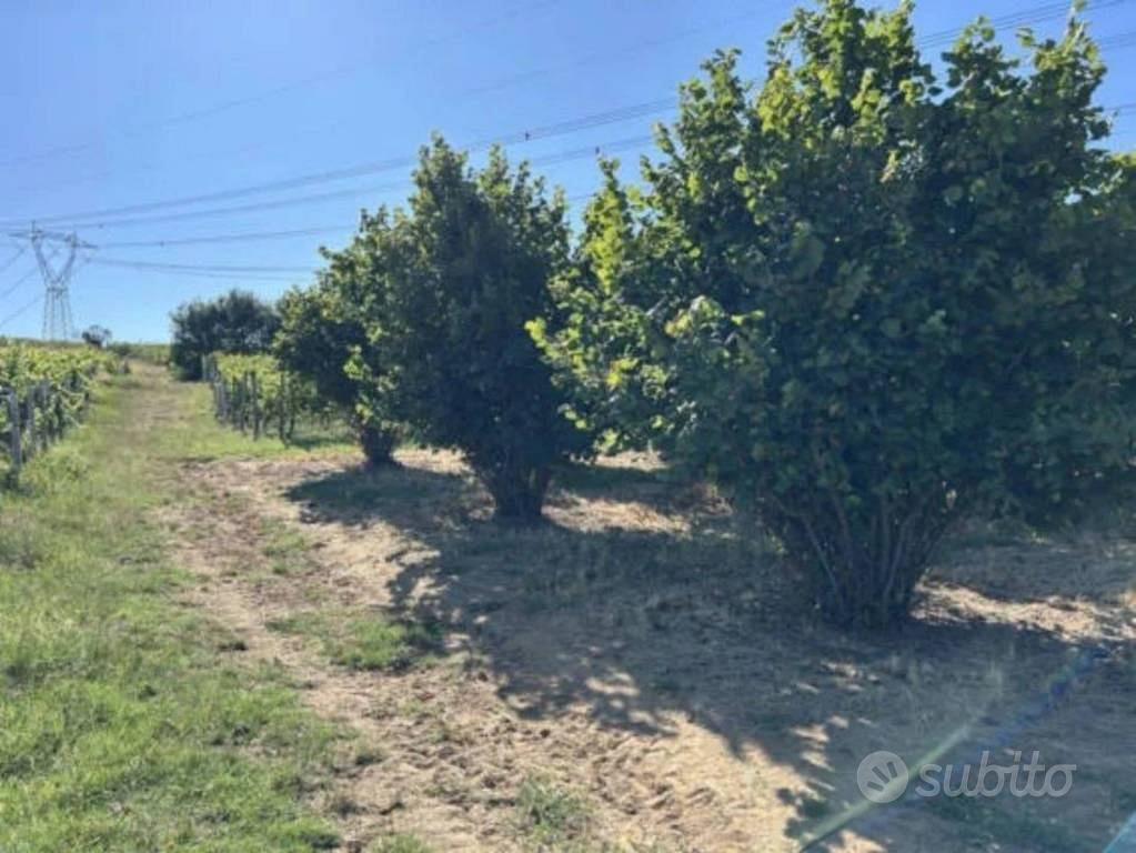 Immobile in asta di 3402 m² a Piozzo - Altro