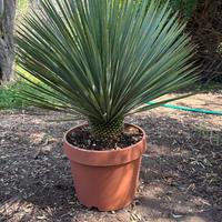 YUCCA ROSTRATA