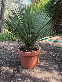 YUCCA ROSTRATA