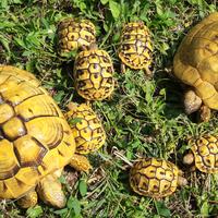 Tartarughe Hermanni figlie di LEUCISTICHE