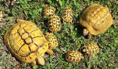 Tartarughe Hermanni figlie di LEUCISTICHE