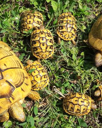 Tartarughe Hermanni figlie di LEUCISTICHE