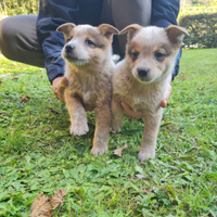 Cuccioli di Australian Cattledog, 3 femmine e 4 ma