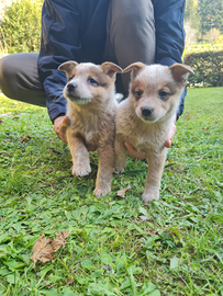 Cuccioli di Australian Cattledog, 3 femmine e 4 ma