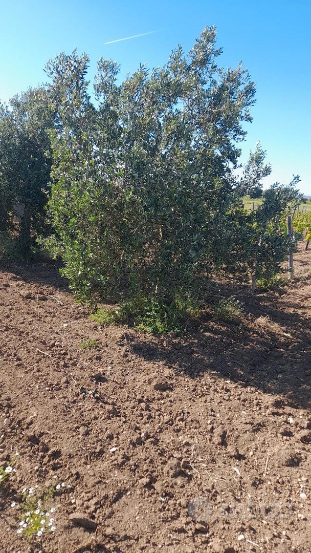 Terreno agricolo vigneto primitivo igp montefusco - Vista 4