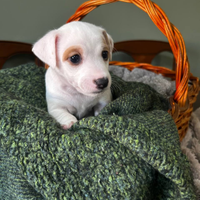 Jack Russell terrier