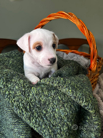 Jack Russell terrier