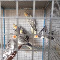 Pappagalli calopsite