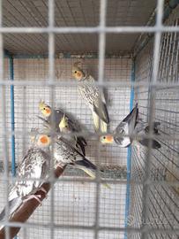 Pappagalli calopsite