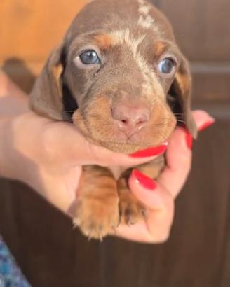 bassotti cucciolo 