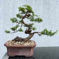 Bonsai di ginepro, Hitoigawa