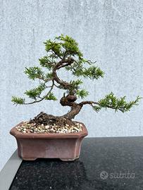 Bonsai di ginepro, Hitoigawa