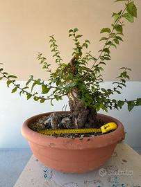 Prebonsai di carpino
