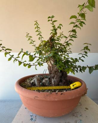 Prebonsai di carpino