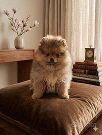 Spitz pomerania