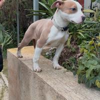 American Pitbull Terrier