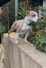 American Pitbull Terrier