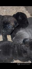 Cuccioli cane corso