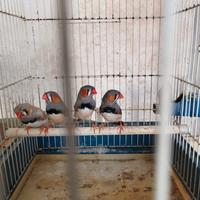 Diamantini mandarino