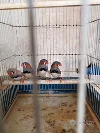 Diamantini mandarino