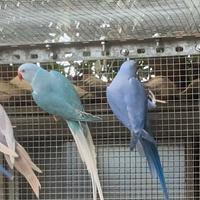 Coppie parrocchetti dal collare