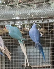 Coppie parrocchetti dal collare