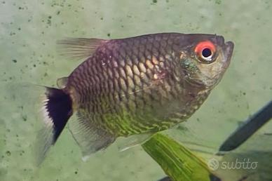 Pesci acquario tropicale