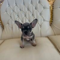 Bulldog francesi esotici