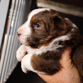 Cucciolo pastore australiano