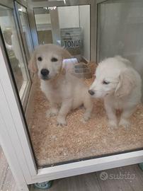 Golden retriver