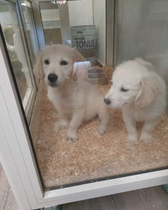 Golden retriver