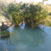 Papiro egiziano ealtre piante da laghetto/acquario