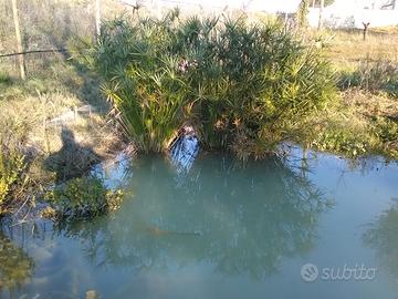 Papiro egiziano ealtre piante da laghetto/acquario