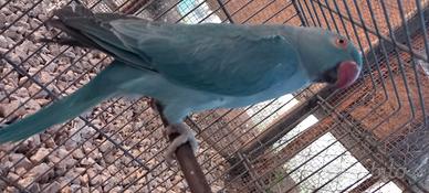 Parrocchetti dal collare