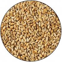 Orzo e Grano