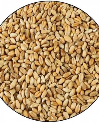 Orzo e Grano