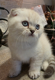 Cuccioli scottish fold