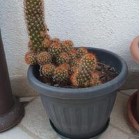 Pianta grassa - Mammillaria elongata