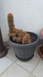 Pianta grassa - Mammillaria elongata