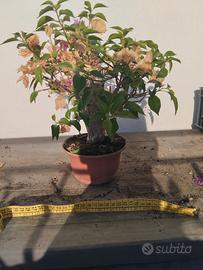 Bonsai di bouganvillae