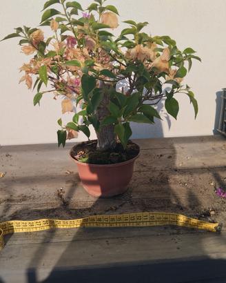 Bonsai di bouganvillae