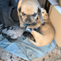 Cuccioli Rottweiler/Pitbull