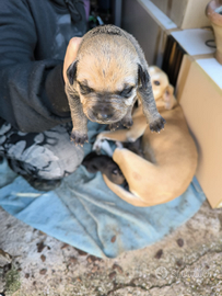 Cuccioli Rottweiler/Pitbull