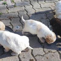 Cuccioli di lagotto romagnolo