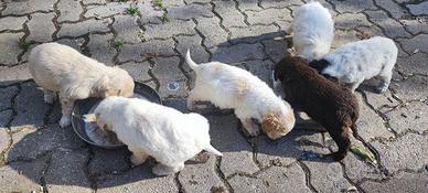 Cuccioli di lagotto romagnolo